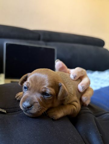 Cuccioli di Pinscher nano puri - Foto 3