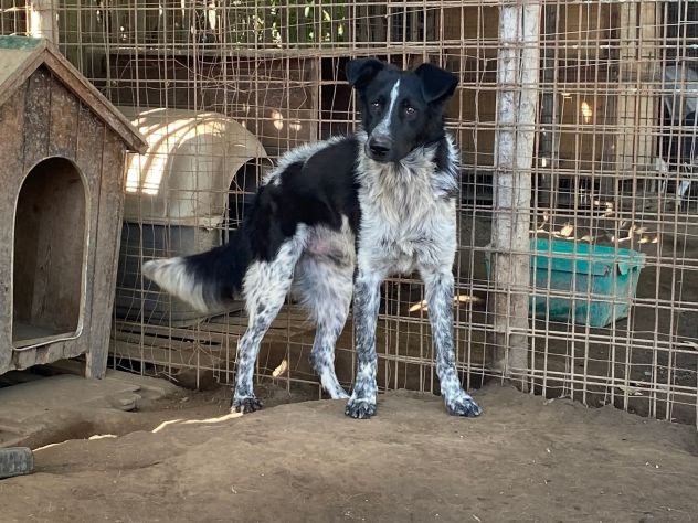 TOTÒ ADORABILE CERCA CASA, CANE IN ADOZIONE - Foto 8