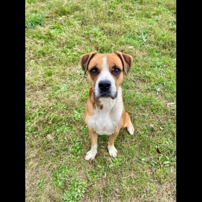 NADIR SIMIL BOXER SOCIEVOLE EDUCATO CANE IN ADOZIONE - Foto 5