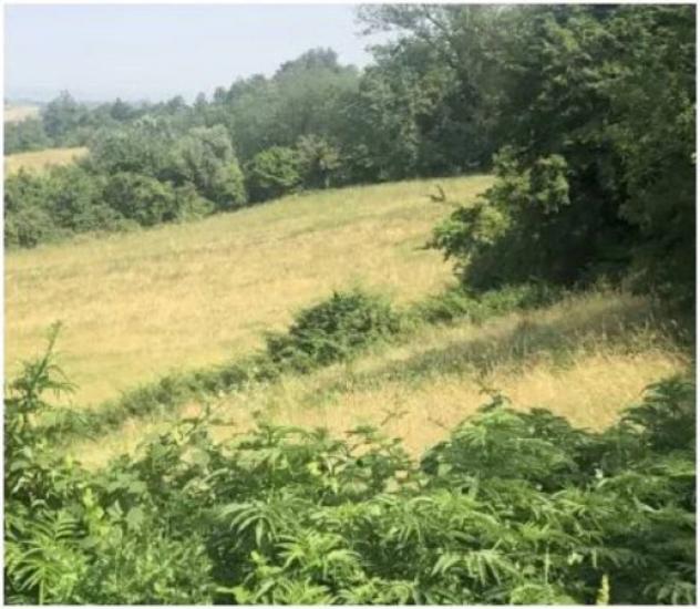 Immobile in asta di 40910 m² in vendita a Noceto - Foto 3