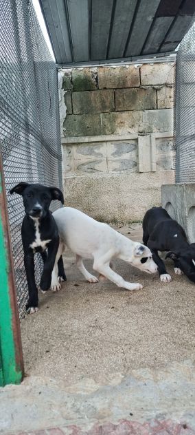 Cuccioli Amstaff 250 a Lecce in Puglia - Foto 5