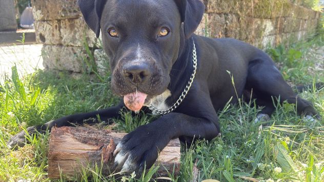 Regalo cane pittbul corso - Foto 5