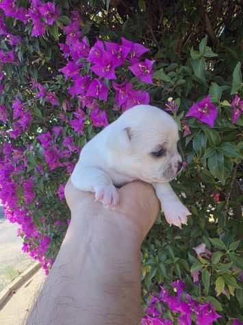 Cuccioli di chihuahua da privato - Foto 6