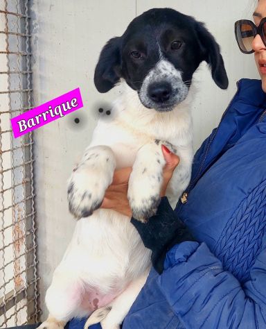 CUCCIOLI IN ADOZIONE - Foto 8