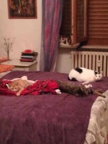 CAT SITTER - Foto 5