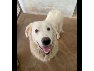 OMAR ADORABILE CUORE DI PANNA CANE IN ADOZIONE
