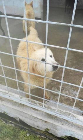 CANE DA ADOTTARE - Foto 3