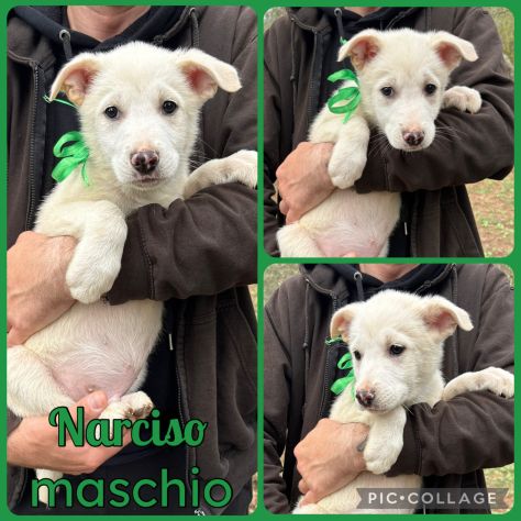 Regalo cuccioli - Foto 4
