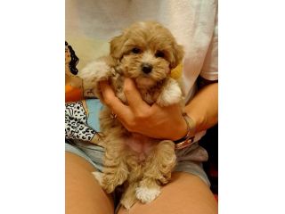 CUCCIOLI MALTIPOO A TORINO