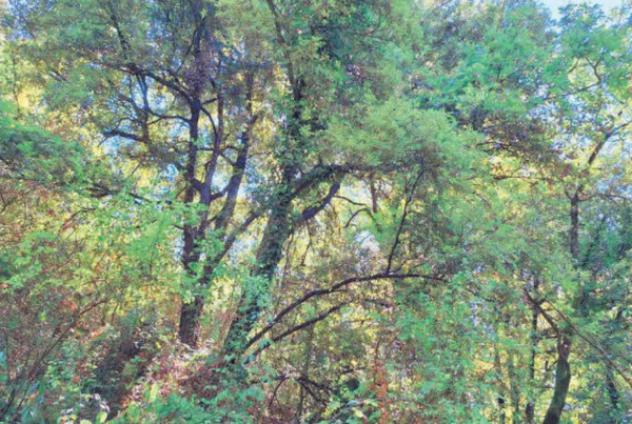 Immobile in asta di 2 m² in vendita a Maenza - Foto 5
