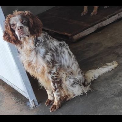 FRODO CACCIATORE DI COCCOLE, SIMIL SRINGER SPANIEL, CAGNOLINO IN ADOZIONE - Foto 3