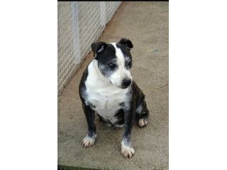 Simil Amstaff 10anni non facciamolo morire in canile! SUD