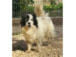 PUFFO 7 ANNI 10/12 KG