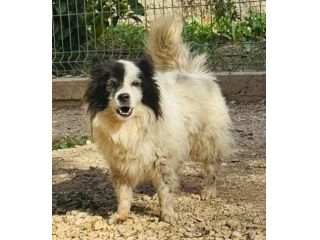 PUFFO 7 ANNI 10/12 KG