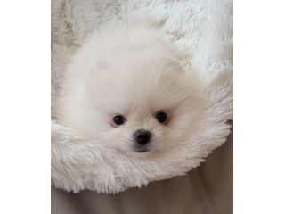 VOLPINO SPITZ di POMERANIA CUCCIOLI BIANCHI pag agevolato