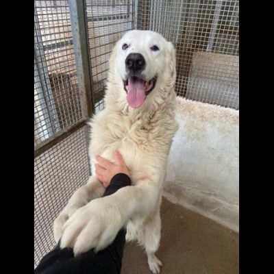 OMAR ADORABILE CUORE DI PANNA CANE IN ADOZIONE - Foto 4