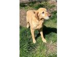 Peter simil Labrador