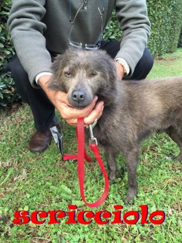 SCRICCIOLO, cagnolino piccino - Foto 2