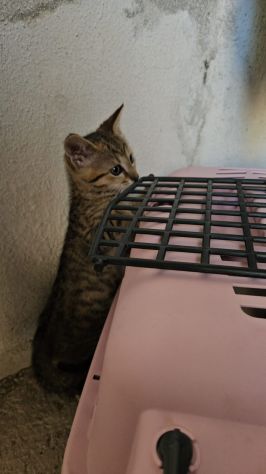 Potato: maschietto 3 mesi - Foto 4