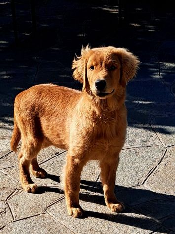 CUCCIOLO DI 6 MESI GOLDEN RETRIEVER AMERICANO.