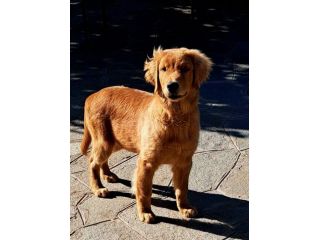 CUCCIOLO DI 6 MESI GOLDEN RETRIEVER AMERICANO.