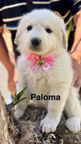 Cuccioli di maremmano - Foto 4