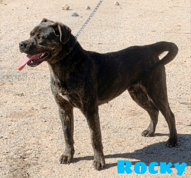 ROCKY giovane Rottweiler cerca urgentemente casa.. apri il suo box salvalo! - Foto 7