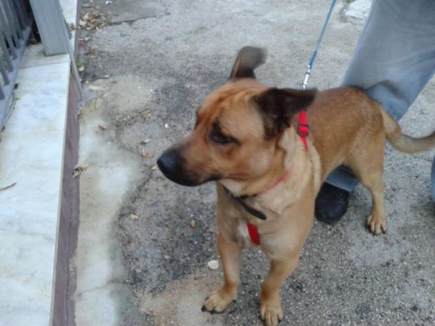 CHARLY, dolcissimo cane in cerca d'amore URGENTE - Foto 5