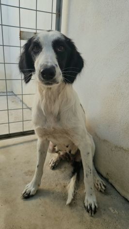 Guendalina: 2 anni taglia contenuta, socievole
