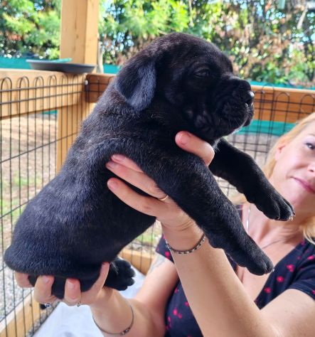 Cuccioli cane corso alta genealogia - Foto 3