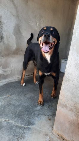 MARLEY - simil rottweiler di 13 anni - Foto 3