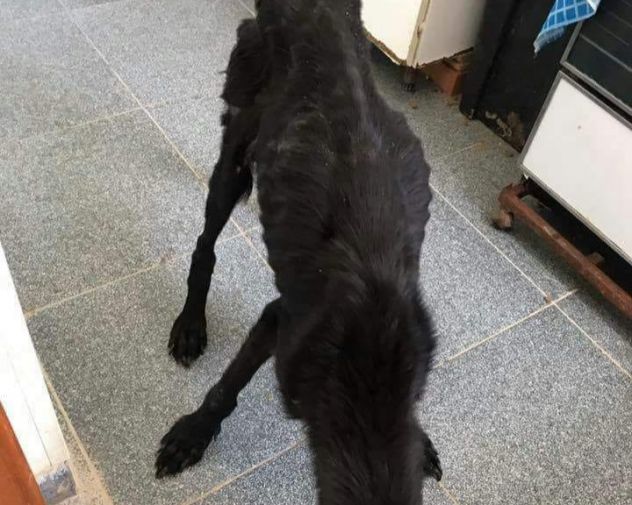 Mix Bracco nero salvato pelle ed ossa 5anni fa! ZERO RICHIESTE!Puglia - Foto 5