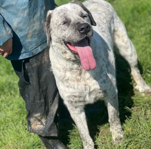 JAGO E ZENO ADORABILI TENERONI CANI IN ADOZIONE DI COPPIA tg MEDIA - Foto 8