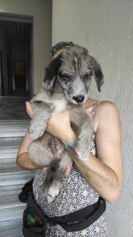 Raffaello cucciolo mix pastore australiano - Foto 2
