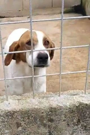 LINA DOLCISSIMA E BUONISSIMA , MERITA UNA CASA. CAGNOLINA IN ADOZIONE - Foto 4