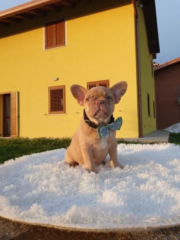 Cuccioli di Bouledogue Francese Isabella New Shade - Foto 2