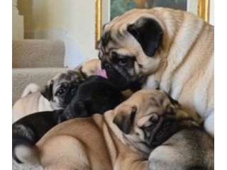 Cuccioli di carlino con pedigree - da 1800€ a 2200€