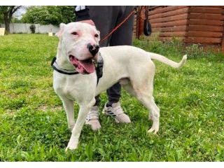 ALBINO DOGO ARGENTINO