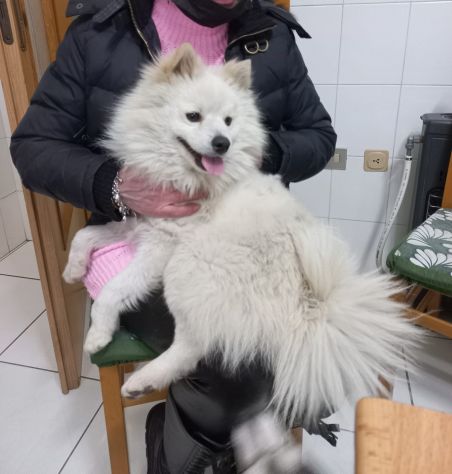 Fiocco bellissimo volpino bianco - Foto 4