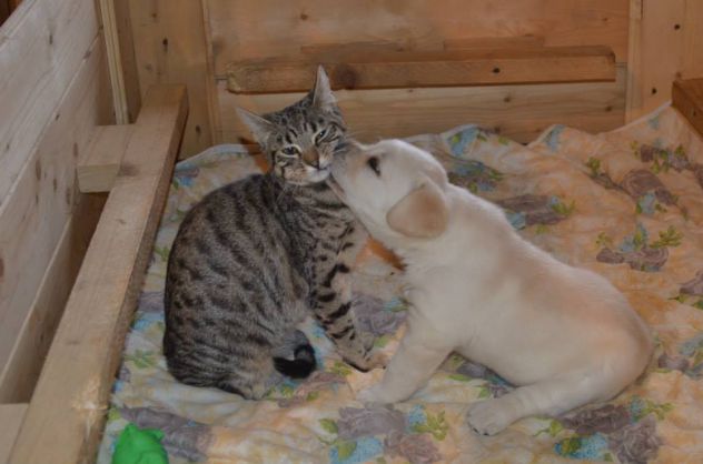 Cucciolo Labrador con Pedigree - Allevamento Labrador EXPO - Foto 3