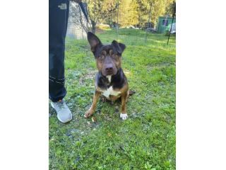 Odino