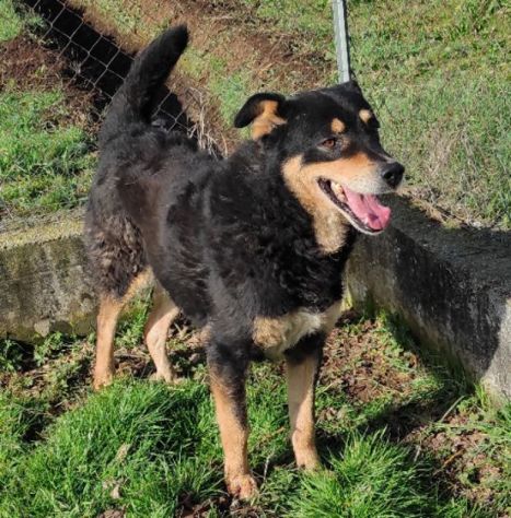 CAMBIA IL DESTINO DI CHI NON PUO' PARLARE, CANE IN ADOZIONE - Foto 10