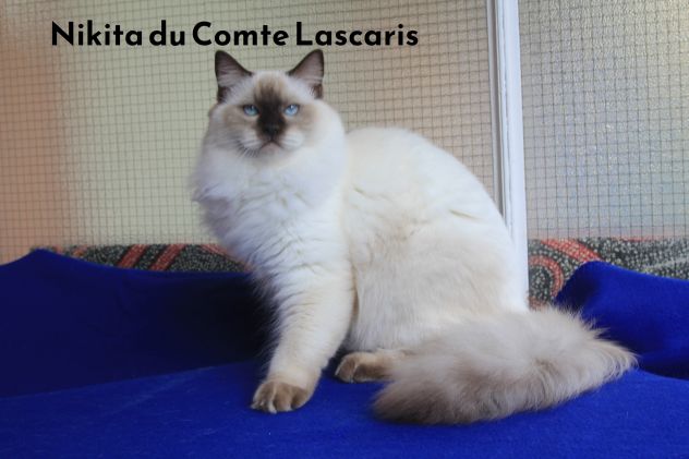 gattino dolcissimo razza Ragdoll - Foto 4
