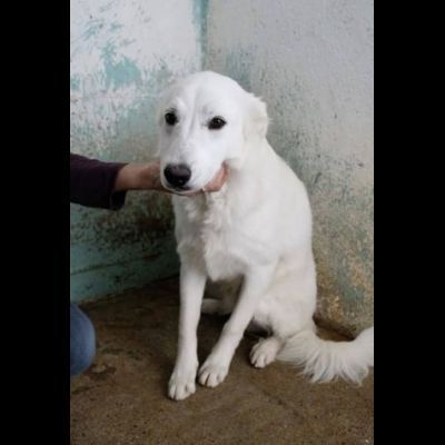 ARES, ACHILLE, ARAMIS SPLENDIDI CANI IN ADOZIONE