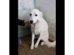 ARES, ACHILLE, ARAMIS SPLENDIDI CANI IN ADOZIONE
