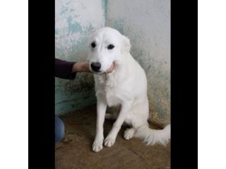 ARES, ACHILLE, ARAMIS SPLENDIDI CANI IN ADOZIONE