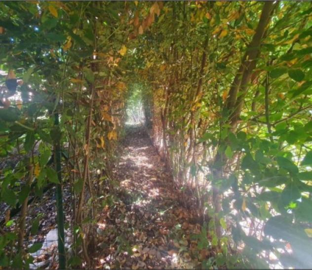 Immobile in asta di 200 m² in vendita a Santa Fiora - Foto 3