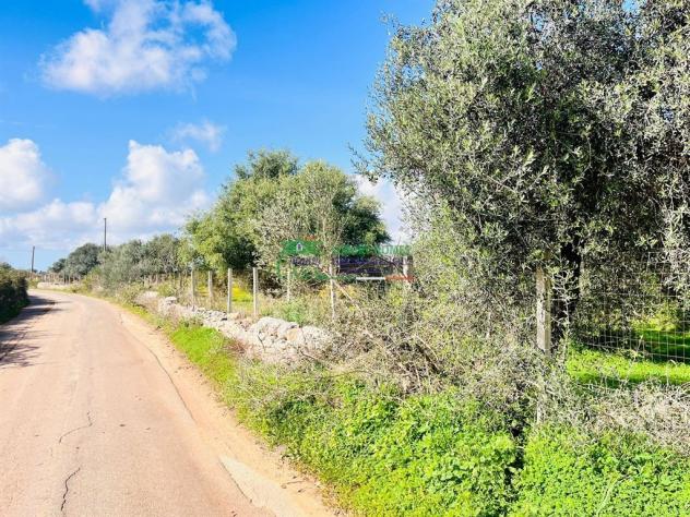 Rif:2660 - Terreno Agricolo con Caseggiati e Uliveto Secolare – Zona Pedalino/Vittoria - Foto 6