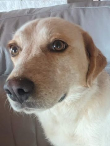 Scricciola dolcissima simil labrador che ama i gatti - Foto 2
