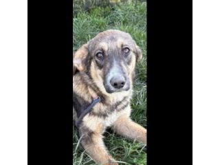 JOHNNY LA DOLCEZZA, CUCCIOLO IN ADOZIONE